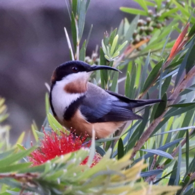 Acanthorhynchus tenuirostris (Eastern Spinebill) at Brogo, NSW - 2 Nov 2018 by libbygleeson