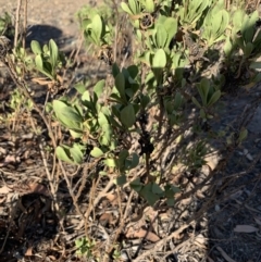 Dimorphotheca ecklonis (South African Daisy) at Gundaroo, NSW - 3 Mar 2019 by Ash