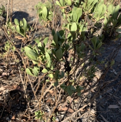 Dimorphotheca ecklonis (South African Daisy) at Gundaroo, NSW - 3 Mar 2019 by Ash