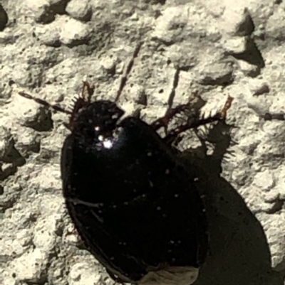 Cydnidae (family) (Burrower bug) at Monash, ACT - 2 Mar 2019 by jackQ
