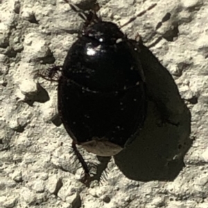 Cydnidae (family) at Monash, ACT - 3 Mar 2019 10:46 AM