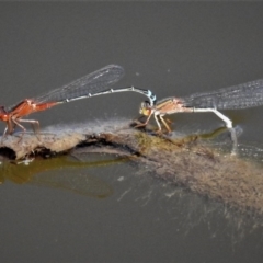 Xanthagrion erythroneurum (Red & Blue Damsel) at Macgregor, ACT - 3 Mar 2019 by JohnBundock