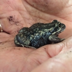 Limnodynastes dumerilii (Eastern Banjo Frog) at Pambula Preschool - 21 Feb 2019 by libbygleeson