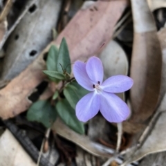 Pseuderanthemum variabile (Pastel Flower) at Nelson Beach - 1 Mar 2019 by LokiLambert