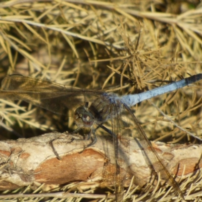 Orthetrum caledonicum (Blue Skimmer) at Bermagui, NSW - 3 Mar 2019 by Jackie Lambert