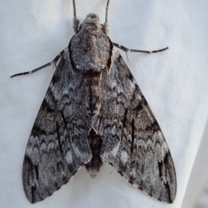 Psilogramma casuarinae at Spence, ACT - 3 Mar 2019 06:03 PM