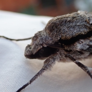 Psilogramma casuarinae at Spence, ACT - 3 Mar 2019 06:03 PM