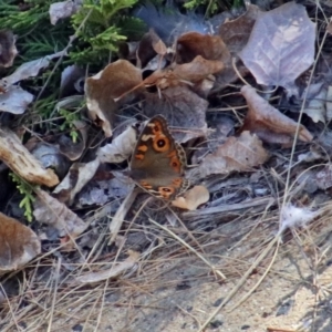 Junonia villida at Theodore, ACT - 3 Mar 2019