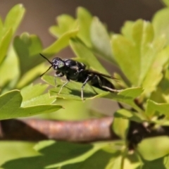 Hermetia illucens (American Soldier Fly) at Theodore, ACT - 3 Mar 2019 by RodDeb