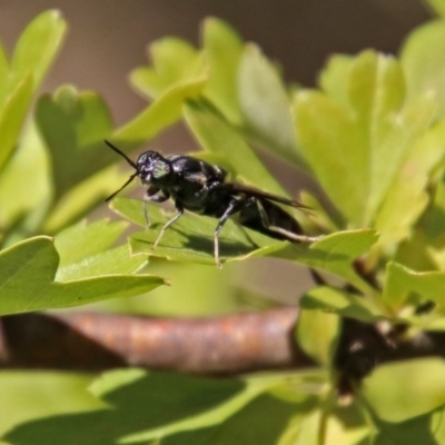 Hermetia illucens (American Soldier Fly) at Theodore, ACT - 3 Mar 2019 by RodDeb