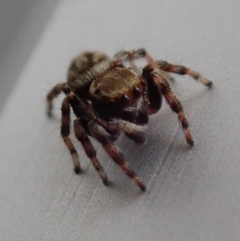 Opisthoncus sp. (genus) (Opisthoncus jumping spider) at Spence, ACT - 2 Mar 2019 by Laserchemisty