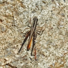 Macrotona australis at Theodore, ACT - 3 Mar 2019