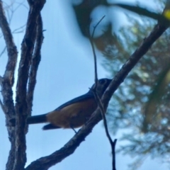 Monarcha melanopsis (Black-faced Monarch) at Bermagui, NSW - 4 Mar 2019 by Jackie Lambert