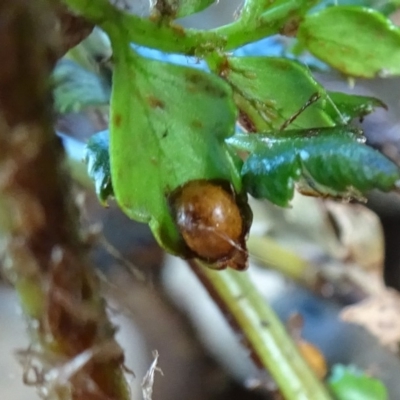 Unidentified Psyllid, lerp, aphid & whitefly (Hemiptera, several families) at Reid, ACT - 24 Feb 2019 by JanetRussell