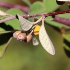 Cotoneaster pannosus at Theodore, ACT - 3 Mar 2019 12:38 PM