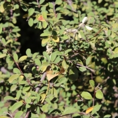 Cotoneaster pannosus at Theodore, ACT - 3 Mar 2019