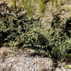 Cotoneaster pannosus at Theodore, ACT - 3 Mar 2019 12:38 PM