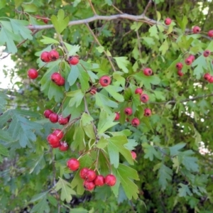 Crataegus monogyna at Theodore, ACT - 3 Mar 2019