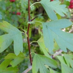 Crataegus monogyna at Theodore, ACT - 3 Mar 2019