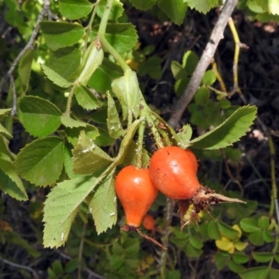 Rosa rubiginosa (Sweet Briar, Eglantine) at Tuggeranong Hill - 3 Mar 2019 by RodDeb