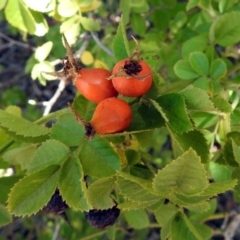 Rosa rubiginosa at Theodore, ACT - 3 Mar 2019