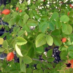 Rosa rubiginosa at Theodore, ACT - 3 Mar 2019