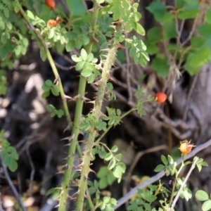 Rosa rubiginosa at Theodore, ACT - 3 Mar 2019 01:04 PM