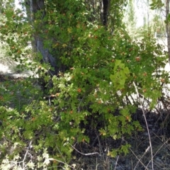 Rosa rubiginosa at Theodore, ACT - 3 Mar 2019