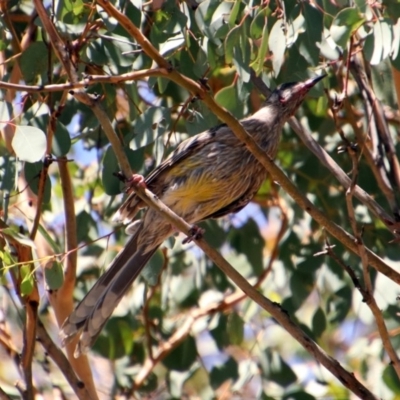 Anthochaera carunculata (Red Wattlebird) at Theodore, ACT - 3 Mar 2019 by RodDeb