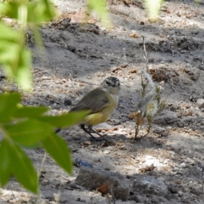 Acanthiza chrysorrhoa (Yellow-rumped Thornbill) at Theodore, ACT - 3 Mar 2019 by RodDeb