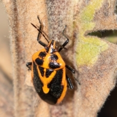 Agonoscelis rutila (Horehound bug) at Mount Clear, ACT - 3 Mar 2019 by rawshorty