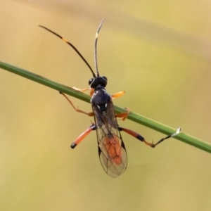 Ichneumonidae (family) at Mount Clear, ACT - 3 Mar 2019 09:10 AM