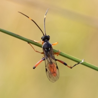 Ichneumonidae (family) (Unidentified ichneumon wasp) at Mount Clear, ACT - 3 Mar 2019 by rawshorty