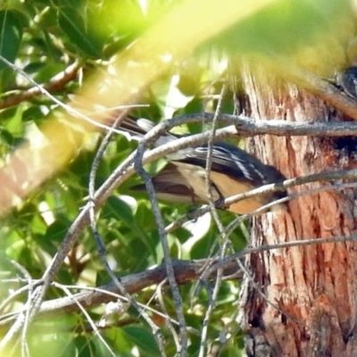 Rhipidura albiscapa (Grey Fantail) at Theodore, ACT - 3 Mar 2019 by RodDeb