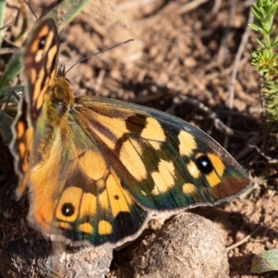 Heteronympha penelope (Shouldered Brown) at Mount Clear, ACT - 3 Mar 2019 by rawshorty