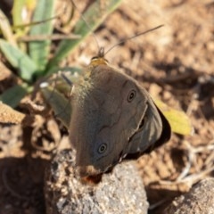 Heteronympha penelope at Mount Clear, ACT - 3 Mar 2019