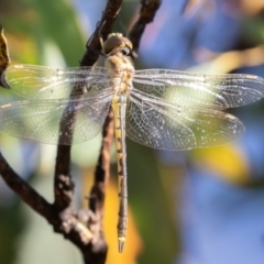 Hemicordulia tau (Tau Emerald) at Mount Clear, ACT - 3 Mar 2019 by rawshorty