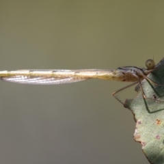 Argiolestidae (family) (Flatwings) at Mount Clear, ACT - 2 Mar 2019 by rawshorty