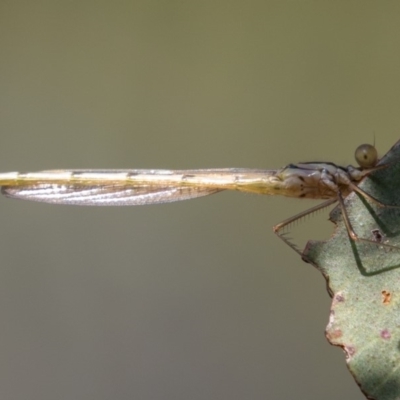 Argiolestidae (family) (Flatwings) at Mount Clear, ACT - 3 Mar 2019 by rawshorty