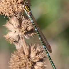 Austrolestes cingulatus (Metallic Ringtail) at Mount Clear, ACT - 3 Mar 2019 by rawshorty