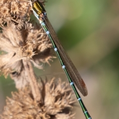 Austrolestes cingulatus at Mount Clear, ACT - 3 Mar 2019 08:44 AM