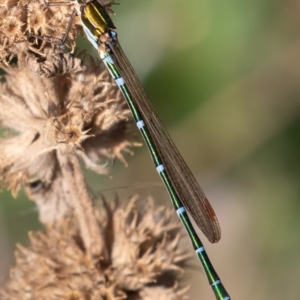 Austrolestes cingulatus at Mount Clear, ACT - 3 Mar 2019 08:44 AM