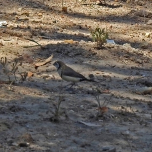 Stizoptera bichenovii at Theodore, ACT - 3 Mar 2019