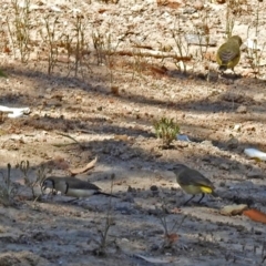 Stizoptera bichenovii at Theodore, ACT - 3 Mar 2019