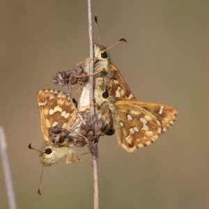 Atkinsia dominula at Mount Clear, ACT - 3 Mar 2019