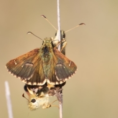 Atkinsia dominula at Mount Clear, ACT - suppressed