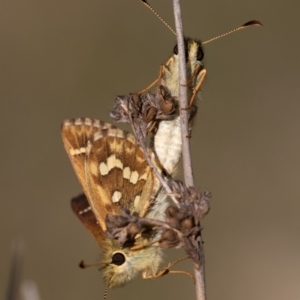 Atkinsia dominula at Mount Clear, ACT - suppressed