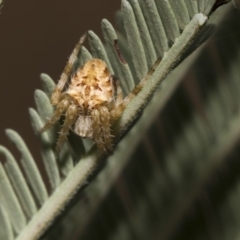 Araneinae (subfamily) (Orb weaver) at Weetangera, ACT - 26 Feb 2019 by Alison Milton