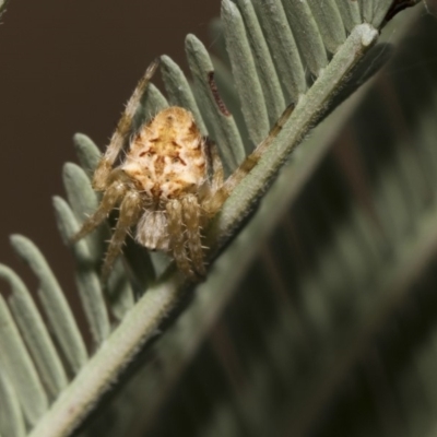 Araneinae (subfamily) (Orb weaver) at Weetangera, ACT - 26 Feb 2019 by Alison Milton