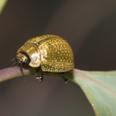 Paropsisterna cloelia (Eucalyptus variegated beetle) at Weetangera, ACT - 26 Feb 2019 by AlisonMilton